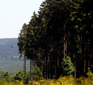 Idarwald am Erbeskopf bei Börfink; Bild: dpa