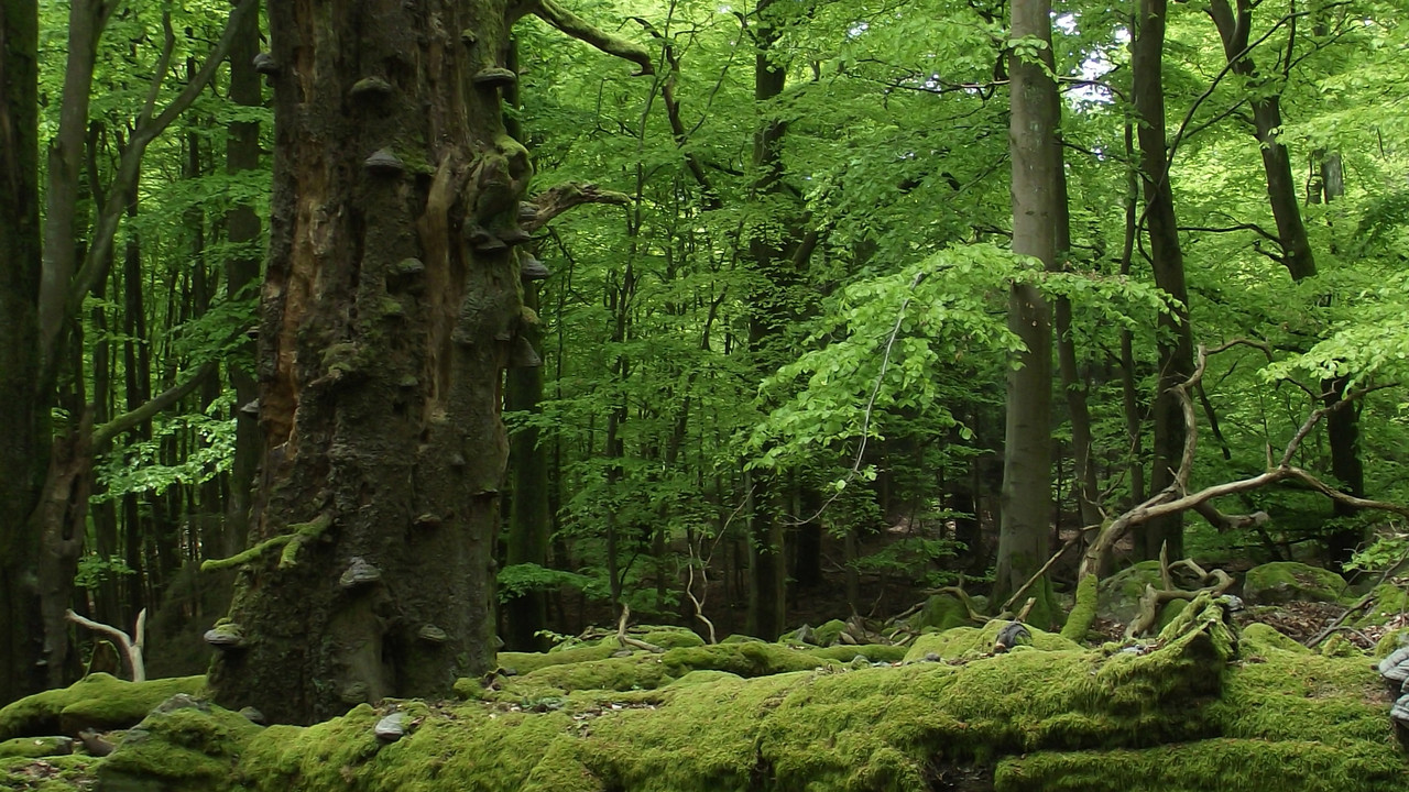 Naturbelassener Wald; Bild: Gerhard Hänsel,