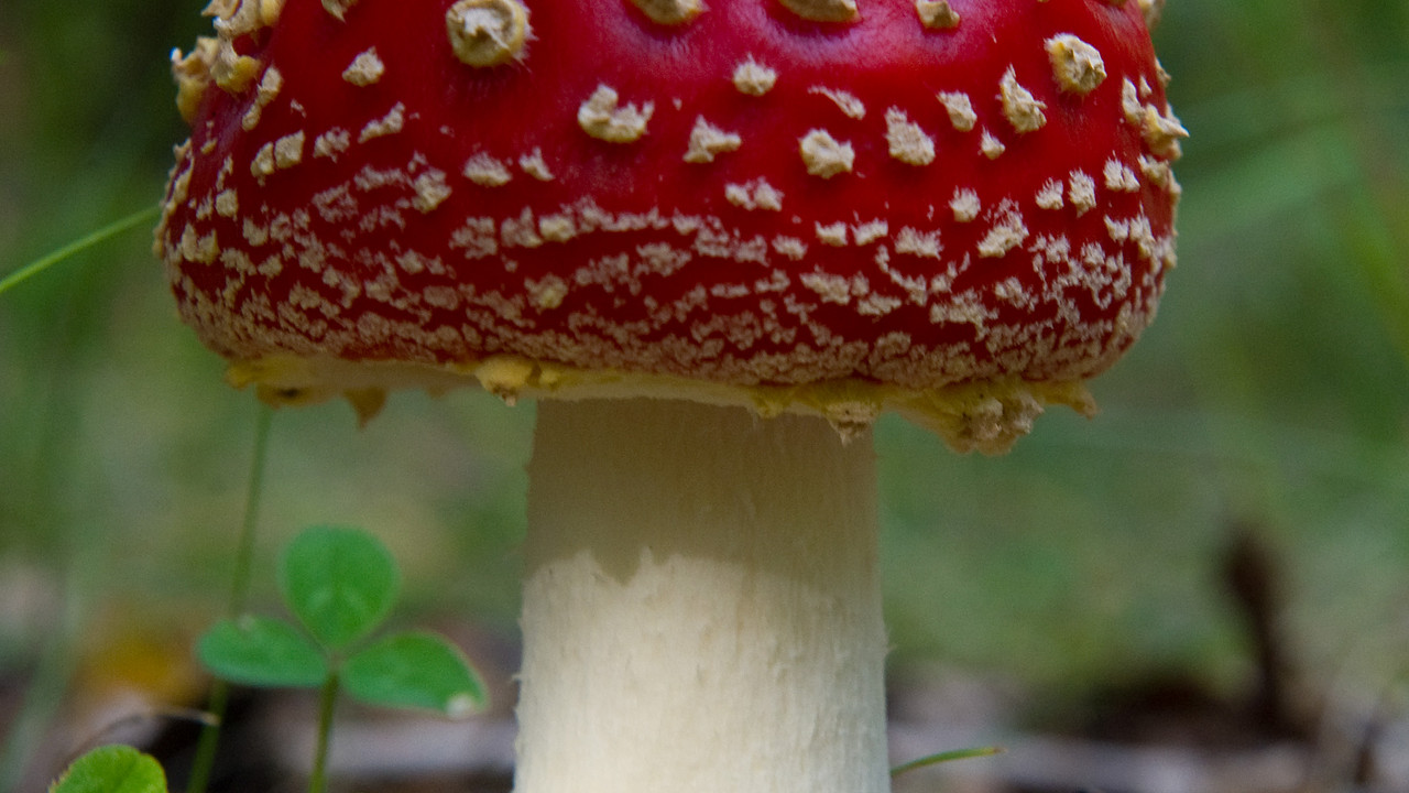 Fliegenpilz; Bild: dpa