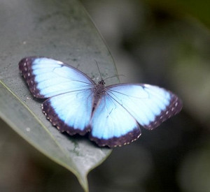 Das "Blaue Wunder";Bild:dpa