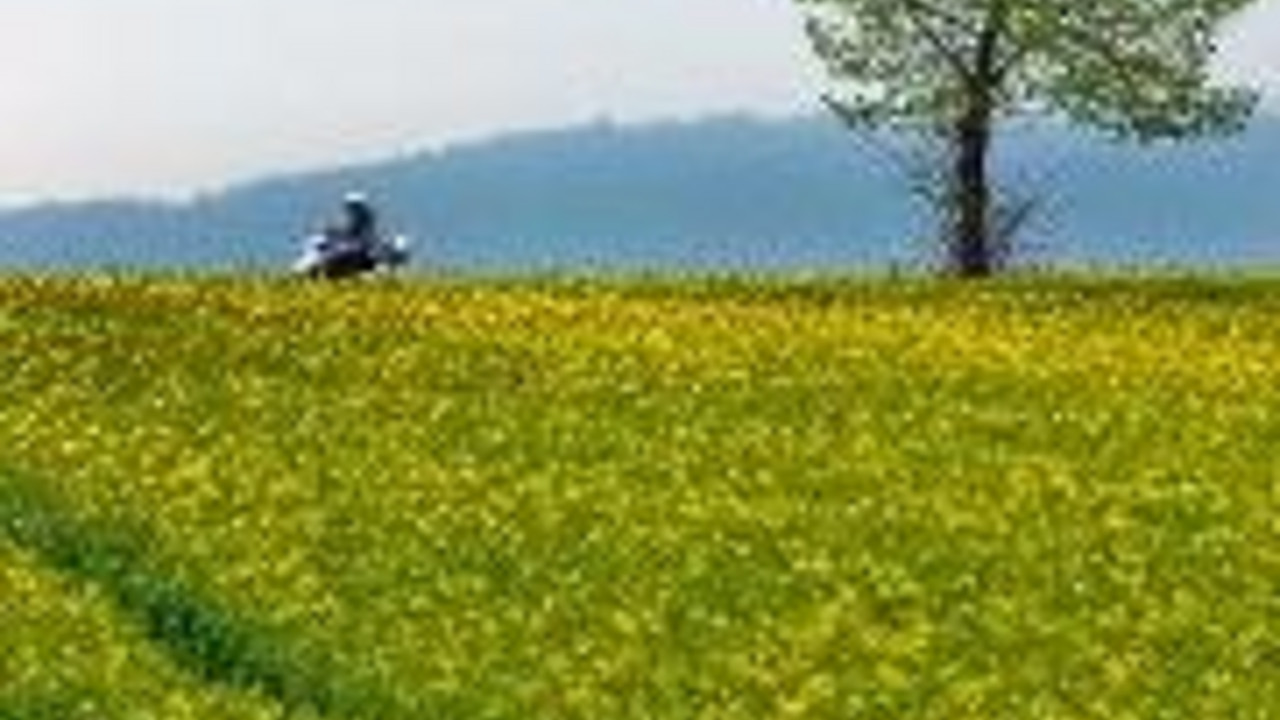 Rapsfeld; Bild: rlp-Archiv
