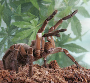 Riesenvogelspinne