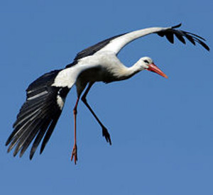 Storch