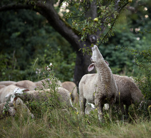 Schafherde bei der Landschaftspflege; Bild: dpa
