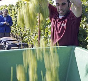 Weinlese in der Pfalz; Bild:stk