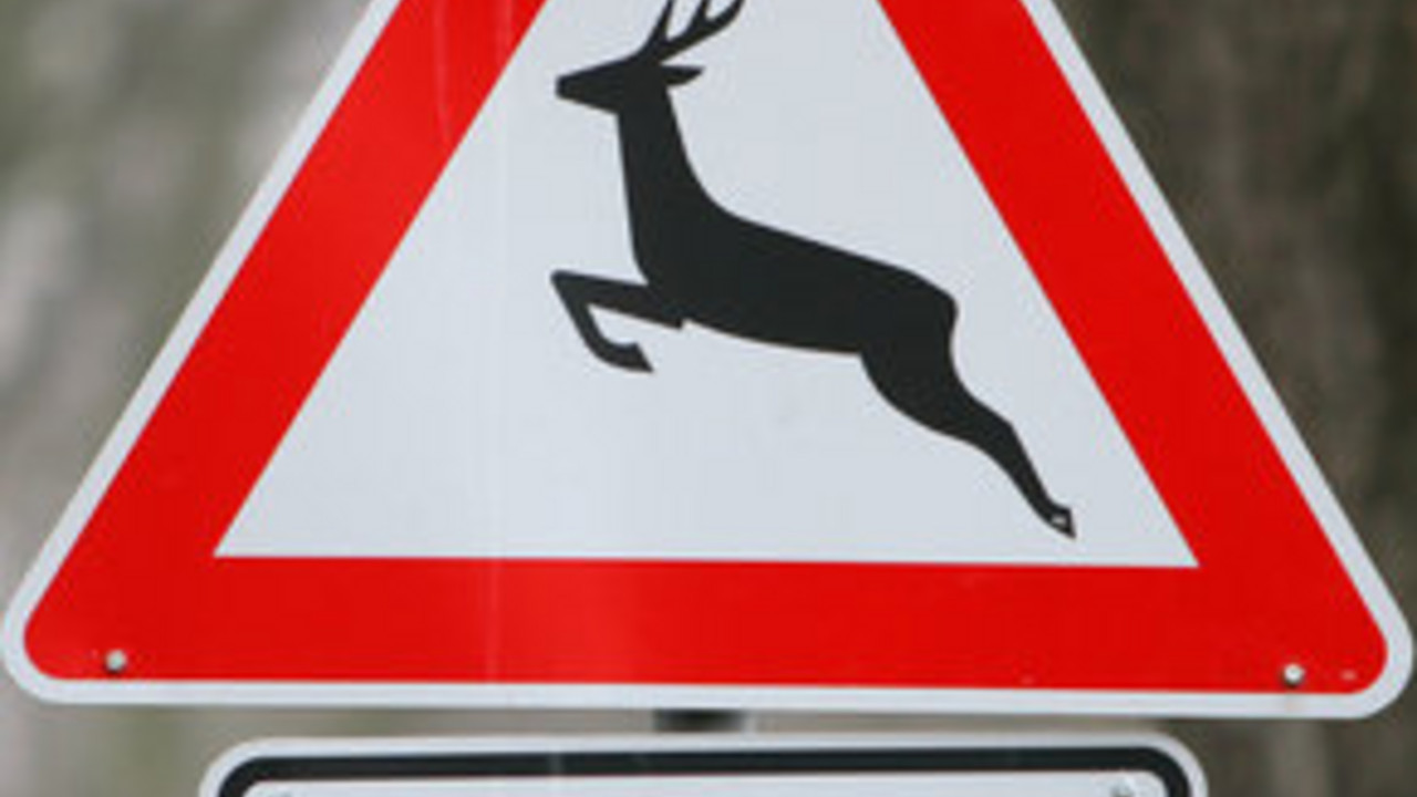 Verkehrsschild "Wildwechsel"; Bild: dpa