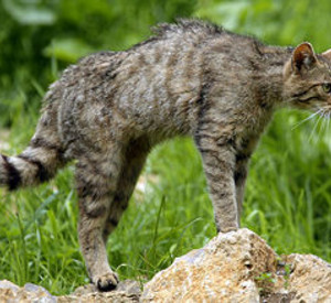 Wildkatze