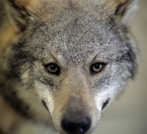 Ausgestopfter Wolf im Naturhistorischen Museum Mainz; Bild: dpa