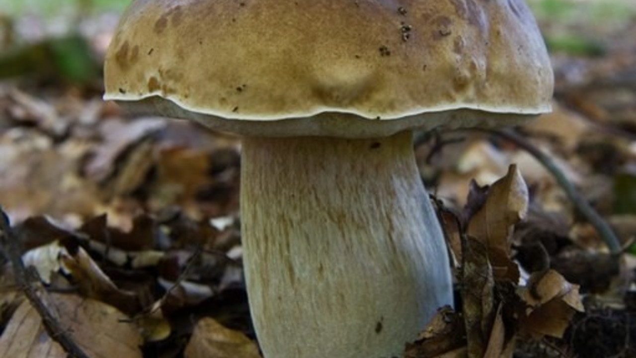 Steinpilz; Foto: dpa