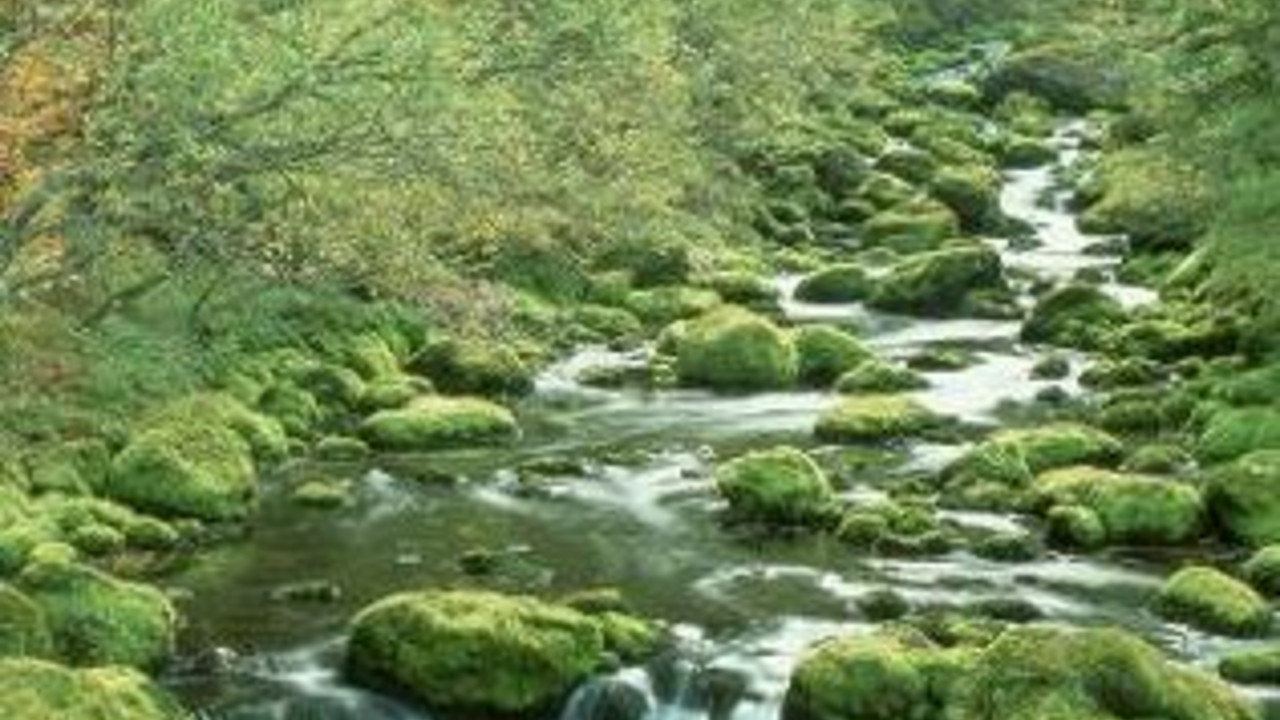 Bach im Herbst; Bild: rlp-Archiv