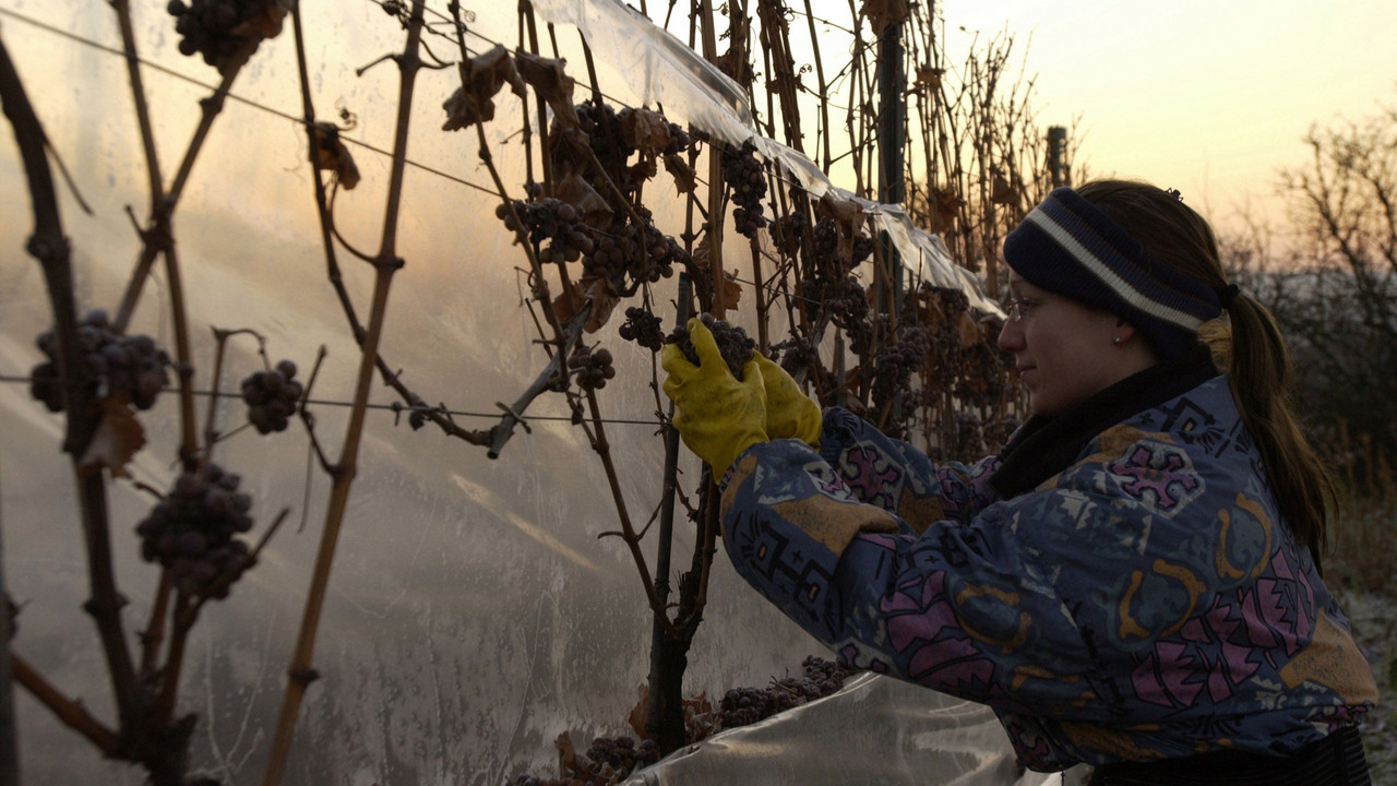 Lese der Trauben für Eiswein