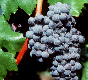 Portugieser Traube; Bild: dpa