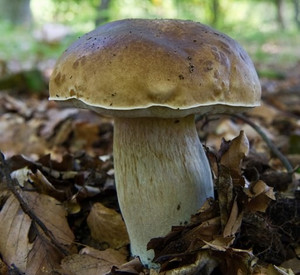 Steinpilz; Foto: dpa