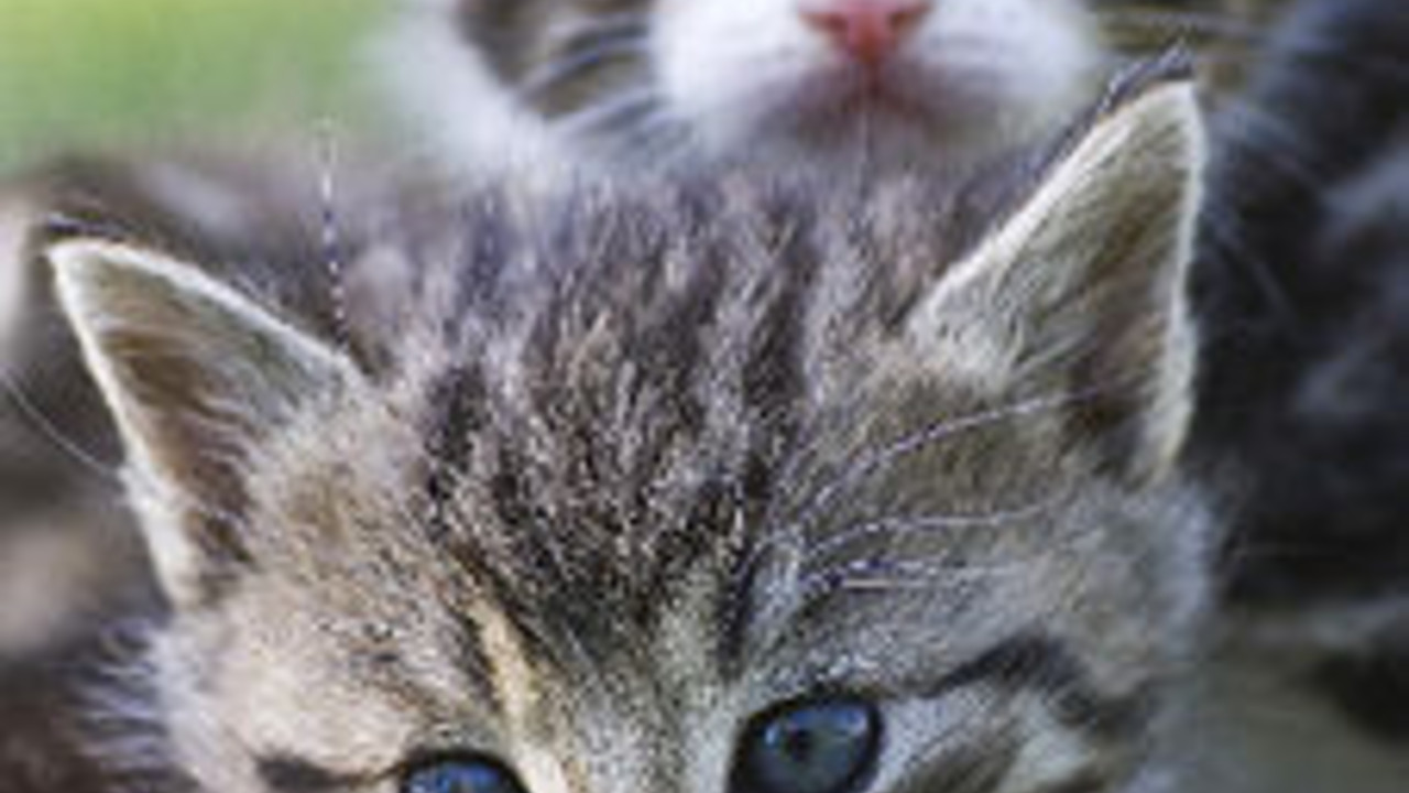 Katzen; Bild: dpa