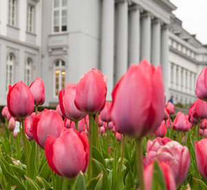 Tulpen auf dem Bundesgartenschaugelände zur Saisoneröffnung 2012; Bild: Thomas Zilch / Bundesgartenschau Koblenz 2011 GmbH