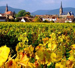 Weinreben bei Edenkoben