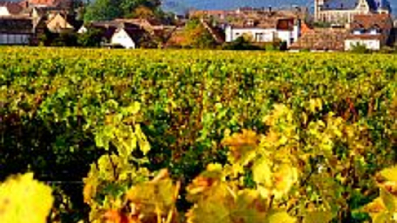 Weinreben bei Edenkoben