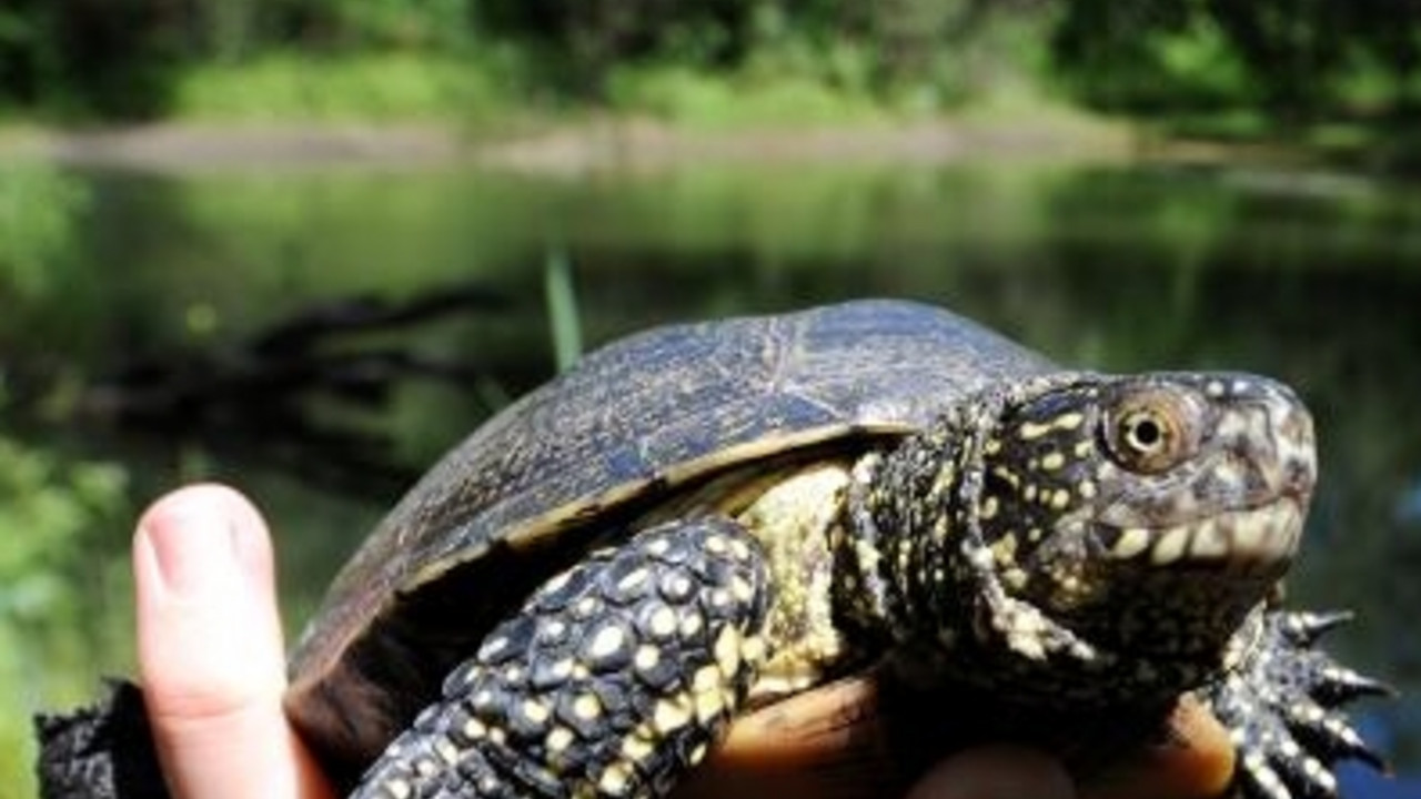 Sumpfschildkröte; Bild: dpa