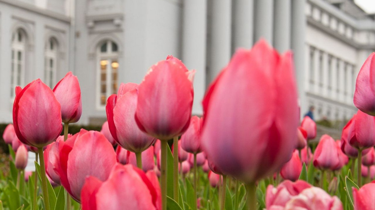Tulpen auf dem Bundesgartenschaugelände zur Saisoneröffnung 2012; Bild: Thomas Zilch / Bundesgartenschau Koblenz 2011 GmbH