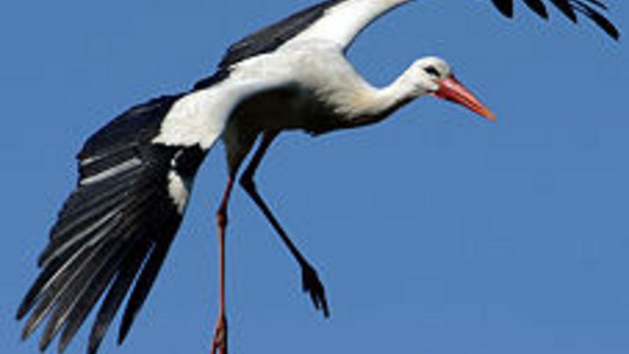 Storch