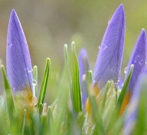 Krokus; Bild: dpa