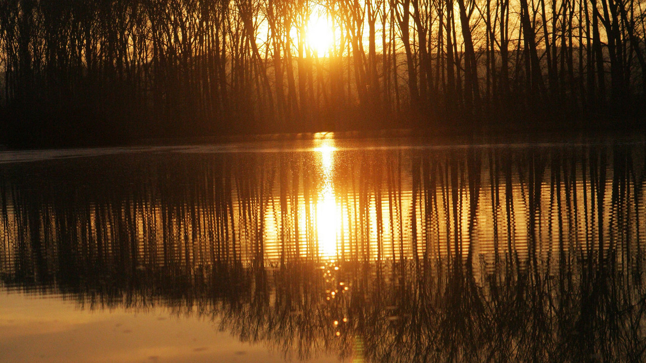 Polder Ingelheim; Bild: rlp-Archiv, dpa
