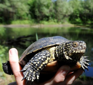 Sumpfschildkröte; Bild: dpa