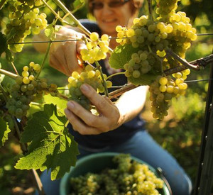 Frau bei der Weinlese; Bild: dpa