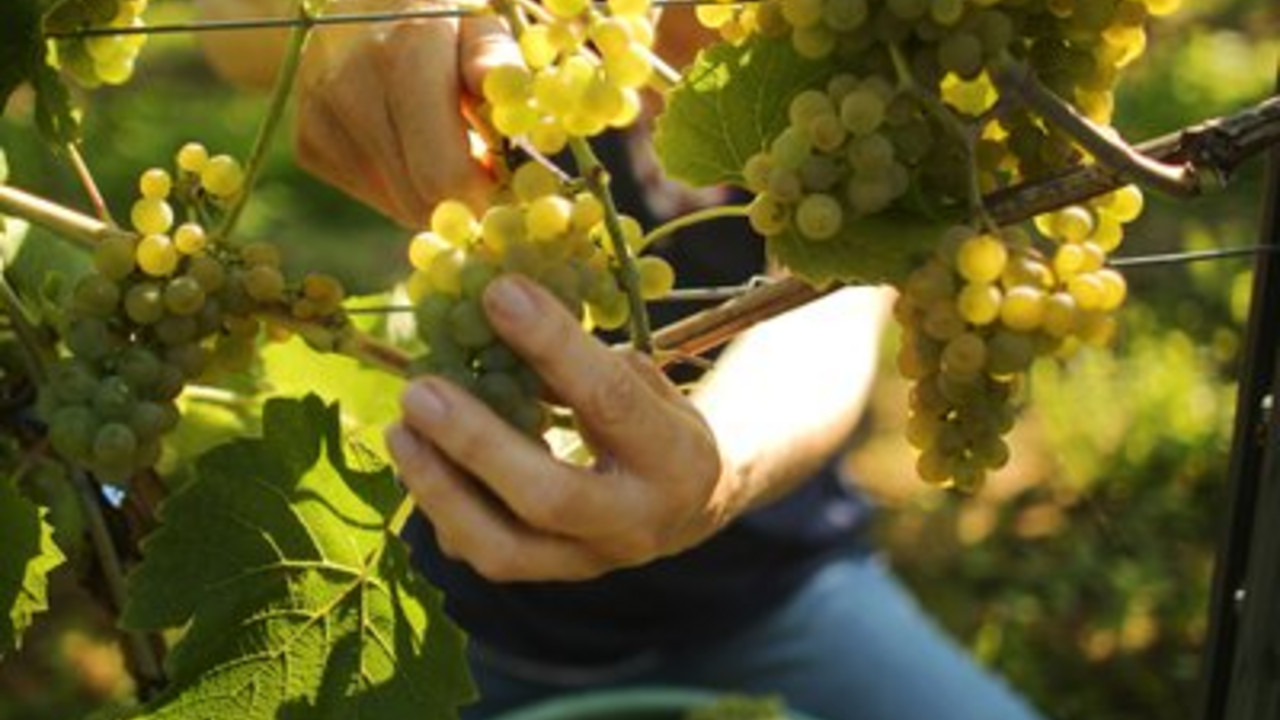 Frau bei der Weinlese; Bild: dpa