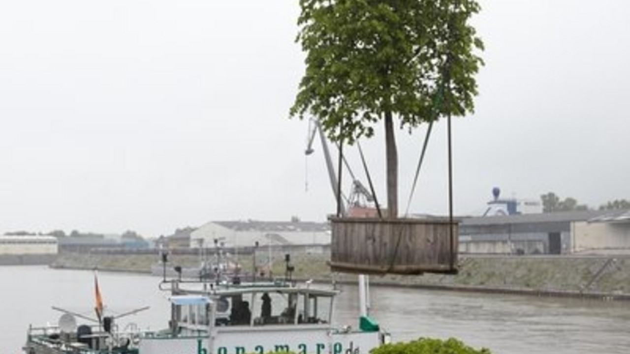 26 Kastenlinden wurden in Koblenz in ein Binnenschiff verladen. Bild: dpa