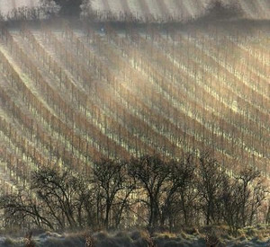 Weinberg im Winter; Bild: dpa