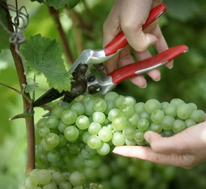 Weinlese in Westhofen; Foto: dpa
