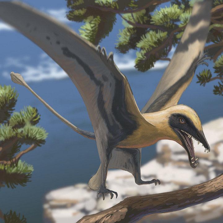 Flugsaurier der Gattung Eudimorphodon