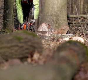 Ministerpräsidentin Malu Dreyer hat um eine Klarstellung zur Holzvermarktung im Bundeswaldgesetz gebeten; Bild: dpa