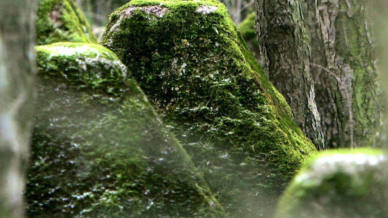 Der Erhalt der Westwall-Ruinen soll Mahnmal gegen die NS-Verbrechen sein und gleichzeitig als Rückzugsraum der Natur dienen; Bild: dpa