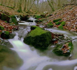 Bach im Herbst; Bild: rlp-Archiv