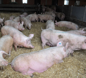 Schweine; Bild: dpa