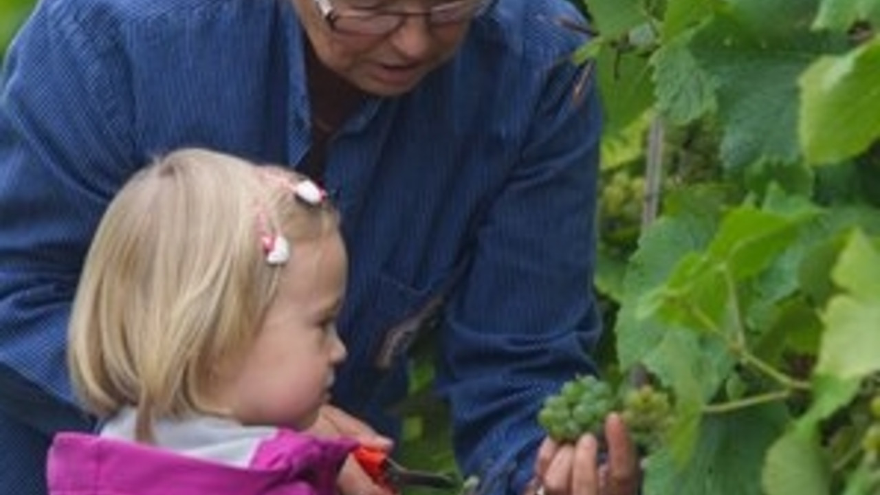 Start der Weinlese in der Pfalz; Bild: dpa