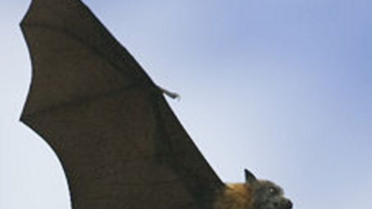 Fledermaus im Flug; Bild: stk-Archiv