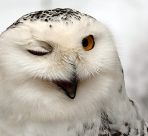 Schneeeule; Bild: dpa