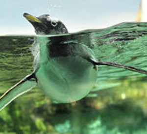 Pinguin