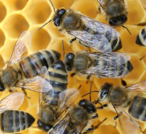 Honigbienen; Foto: dpa
