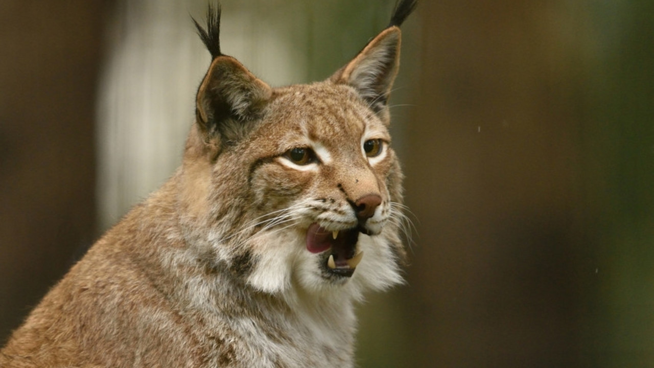 Luchs