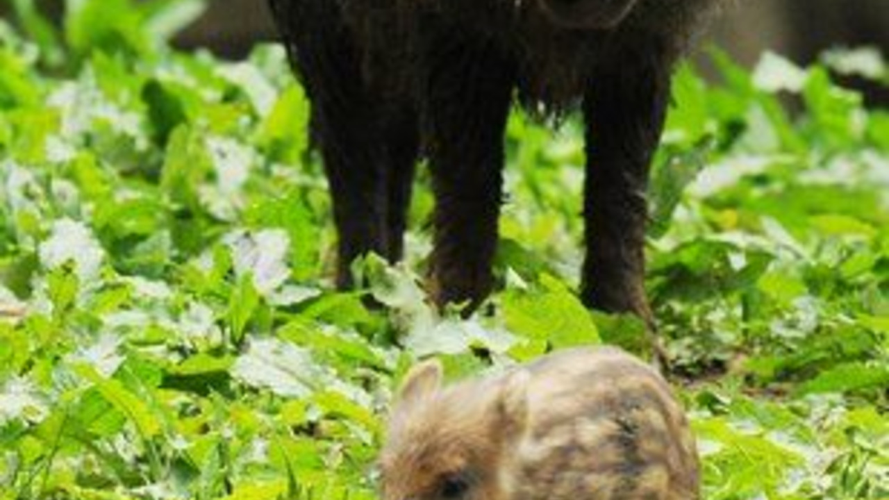 Wildschwein mit einem Frischling; Bild: dpa