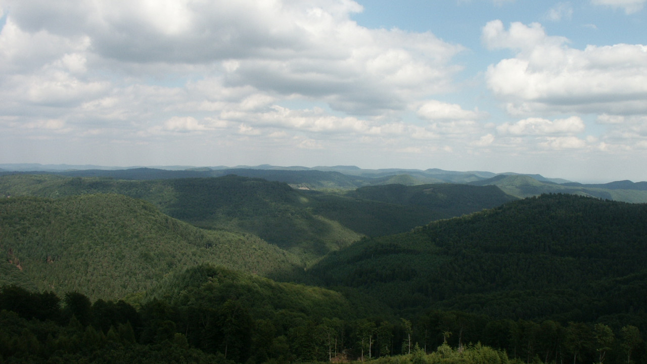 Pfälzer Wald
