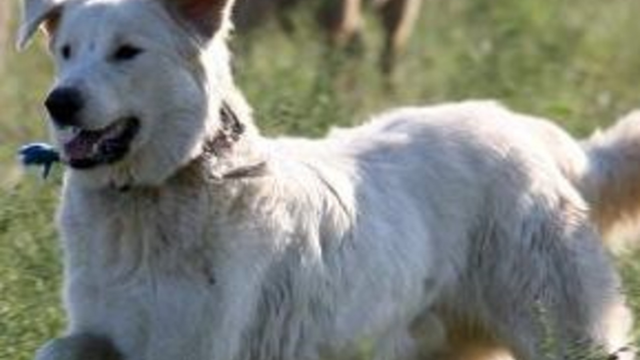 Für Herdenschutzhunde setzt sich der Preisträgerverein  „Tier und Mensch – Hilfe für Herdenschutzhunde“ aus Erbes-Büdesheim ein; Bild: dpa
