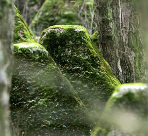 Der Erhalt der Westwall-Ruinen soll Mahnmal gegen die NS-Verbrechen sein und gleichzeitig als Rückzugsraum der Natur dienen; Bild: dpa