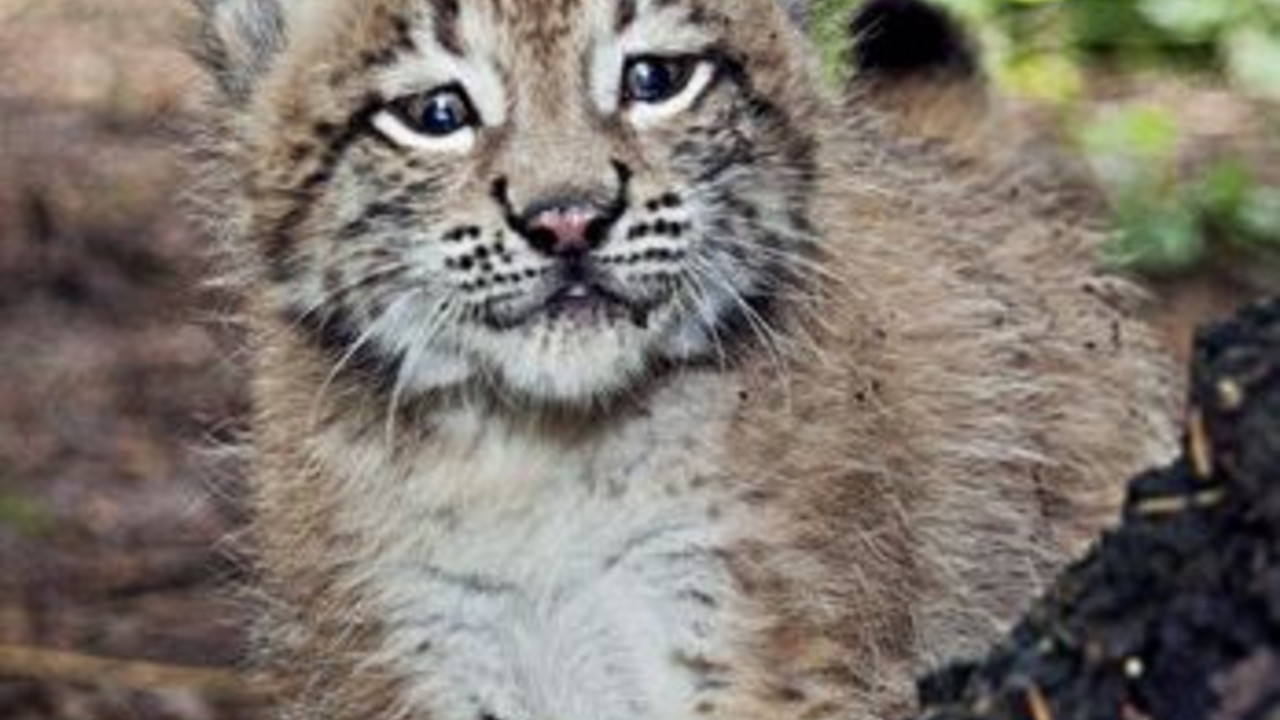 Luchsbaby im Eifelpark; Bild: dpa