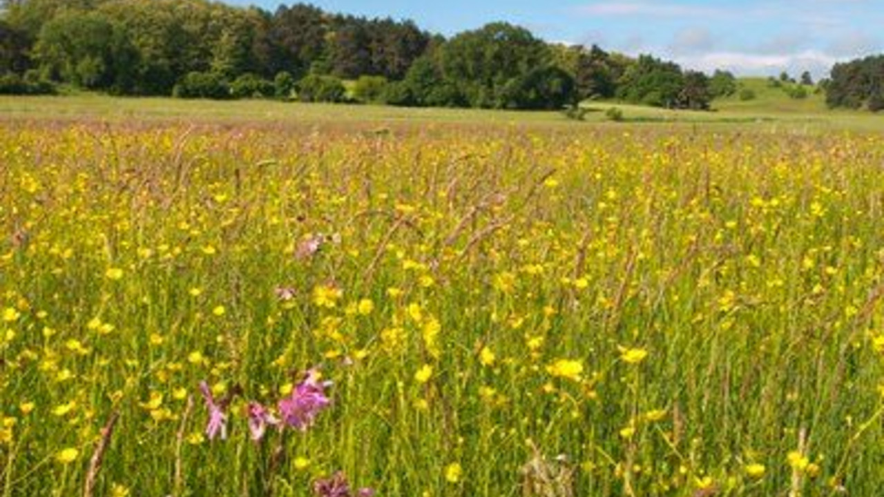 Blühende Wiese; Bild: dpa