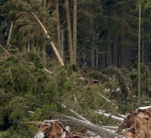 emtwurzelte Bäume; Bild: dpa